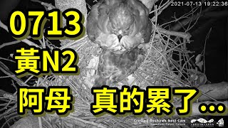 20210713 黃N2阿母 真的累了... - 大安森林公園鳳頭蒼鷹育雛直播