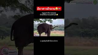 มักมวนขนาดน้องมีนา😂🐘 #ช้างมีนา #ช้างน้อยน่ารัก #babyelephant