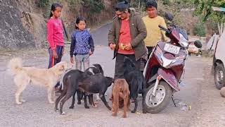 Kaku \u0026 Tuffy's Mummy Feeding Other Street Dogs ☺️