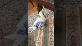 扇風機の風で涼む〜オカメインコのプルちゃん