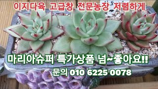 #이지다육고급창전문농장#마리아슈퍼특가#아톱보이#골든젤리 01062250078#퀸비즈#벌레잡이제비꽃#피가르#유럽마리아#카이저