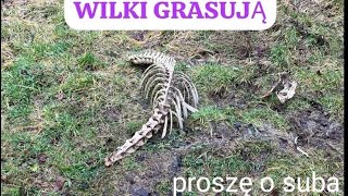 Zrzuty 2024 , WILKI GRASUJĄ??? !!! Jeleń , Kozioł ,