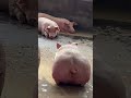 funny pigs amazing animals 505 shorts