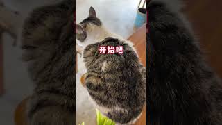 冬天必须给被窝里的暖宝宝们打理的干净清爽 #狸花猫 #驱虫