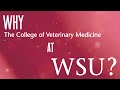 Jacob Ceniceros Talks about the College of Veterinary Medicine, Washington State University