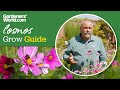Beautiful cosmos flowers | David's complete guide