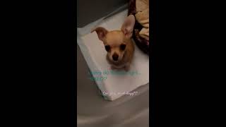 Little jumping Chihuahua