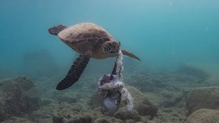 タコを捕食するアオウミガメ　Green turtle preying on an octopus in Yakushima (屋久島)