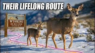 Mule Deer's Journey to Wyoming Was Never Easy (The Science of Migration)