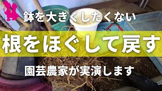 【イチジク】根をほぐす植え替えを園芸農家が実演します