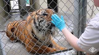 REFRESH: Animal Encounters at the Baton Rouge Zoo - Tigers