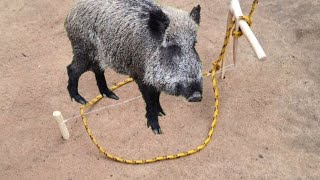 Armadilha de laço para pegar animais javali paca capivara tatu cutia cateto-sobrevivência na selva