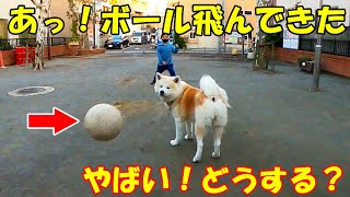 秋田犬そうすけ君とボール遊び特訓中・野球犬を目指します【VLOG】