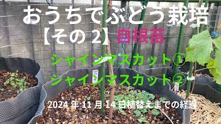 おうちでぶどう栽培【その2】