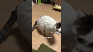 充了88%的电了 小猫一身静电怎么办我和我的猫 记录猫咪日常 猫咪日记  养猫经验分享 养猫新手