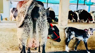 🏆GIRLANDO Cow Breed🥇Behind BRAZIL’S High Milk Production For Sale🔥#ksdairyfarm 81948-44494🤙🏻#punjab👌