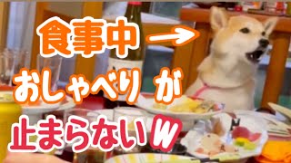 【柴犬 もみさん】家族全員で旅行！伊豆長岡温泉　福狸亭　小川家 ペットと泊まれる宿　Shiba Inu goes to an inn where you can stay with your pet