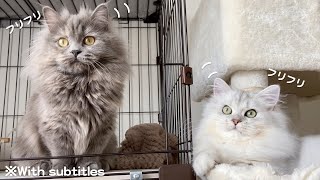 シンクロする首振り猫たちがかわいすぎました🤣【ミヌエット】#minutecat