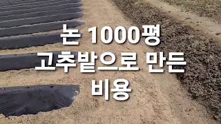 논 1000평 고추밭으로 만든 비용 (고추농사노하우)