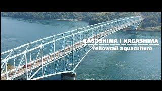 KAGOSHIMA / NAGASHIMA から世界へ！！食で笑顔　長島ブランド『鰤王』