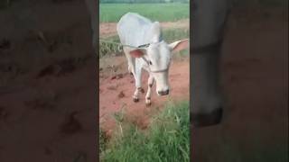 Our hallikar cow baby #hallikarodeya #trending #shorts