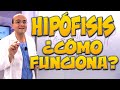 HIPÓFISIS, ¿CÓMO FUNCIONA? - Cuerpo Humano #26