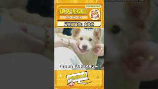 正宗的田园犬：土松犬！ #土松犬 #可爱 #狗狗 #不能没有小狗#shorts