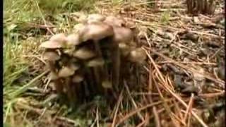 The Hunt for Wild Magic Mushrooms 4 of 4