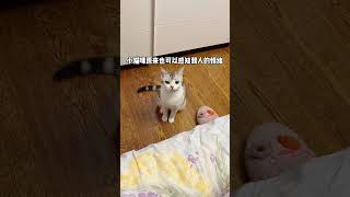 小猫咪是真的可以感知人的情绪吗？桑葚是真的爱我呀！