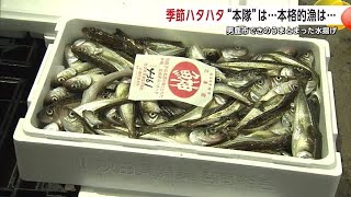 季節ハタハタ“本隊”まだか…待ちわびる漁師　男鹿市で60キロ水揚げも「まだまだ全然」 秋田 (24/12/19 20:00)