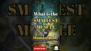 What is the smallest Muscle in the Human body #shorts #facts #birds #biology