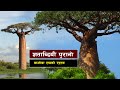 शताब्दीयौं पुरानो बाओबाब रूखको रहस्य || all history