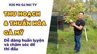 #26 Thu hoạch và thuần hoá gà tơ để dễ chăm sóc