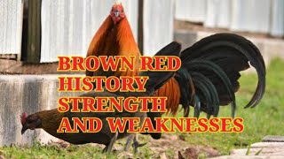 Brown Red history and characteristics