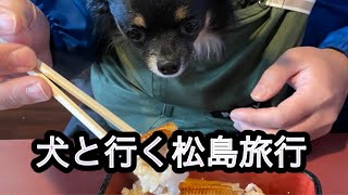 旅犬。宮城県松島編