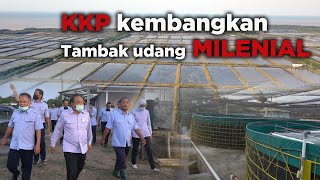 KKP Kembangkan Tambak Udang Milenial