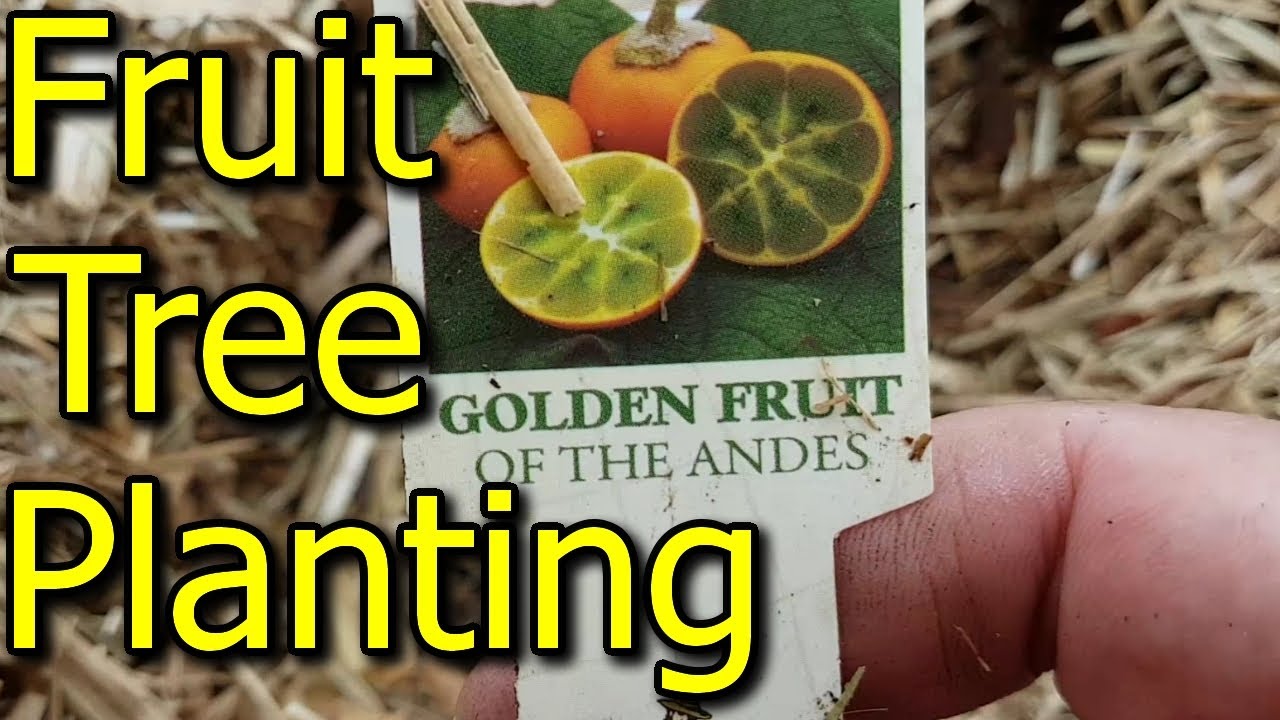 Planting More Types Of Fruit Trees & How To Dig A Hole - With Tips ...