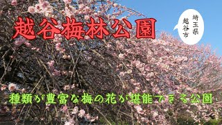 【越谷梅林公園】埼玉県越谷市にある、種類豊富な梅林公園。