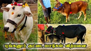 Punganur cow | புங்கனூர் குட்டை மாடு | punganur cow for sale | Cow Farm | Tamilnadu Pets | Tamil