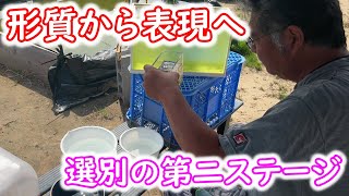 【めだか】掛け合わせ中のメダカ、表現での選別を進めます。Ｂ型おやじ