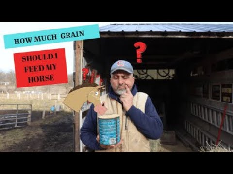 How much grain should I feed my 1000 pound horse?