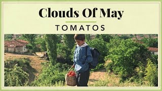 Clouds of May - Tomatos