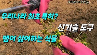 우리나라 최초 특허? 꽃잔디 심는 도구와 뱀이 싫어하는 식물?