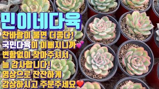 민이네다육/찬바람 불어도 이뻐지는 국민다육보며 힐링하시고 늘 건강하시고 행복하세요💕/경기도 용인시 처인구 남사읍 천덕산로 285/문의 010-6863-0625