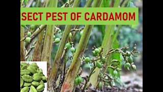 Insect Pest of Cardamom