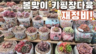 다육이 봄맞이 준비 뭐부터 하면 될까요? (다육이, 多肉植物, たにくしょくぶつ)