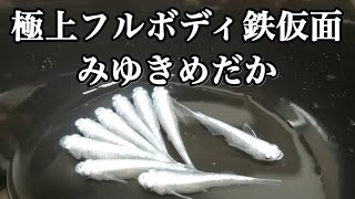 【みゆきめだかフルボディ鉄仮面】我が家で飼育するめだかの品種紹介