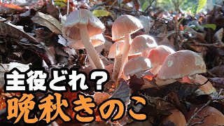 【きのこ狩り】主役どれ？　晩秋きのこ