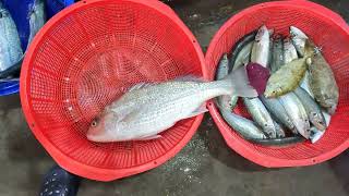 明發定置漁場 新鮮海魚 當日現捕 Catched fishes at today, really fresh seafood fishport fishground