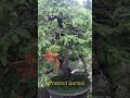 bonsai tamarind tree, sampaloc tree